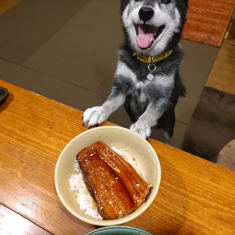 一日だけきのこ狩りに行ってきたよ