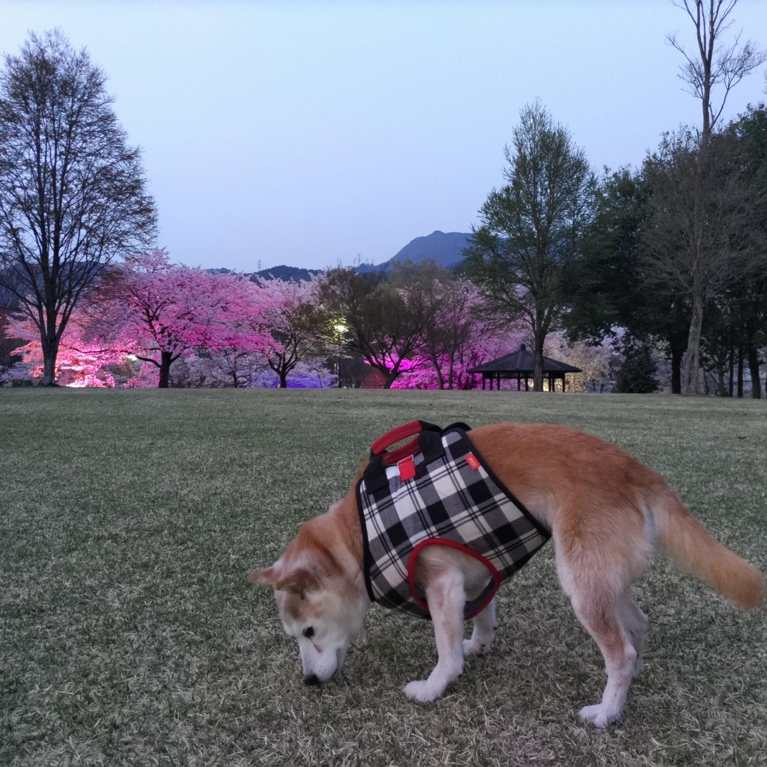 ちゃこちゃんはお花見散歩に行ったみたいだよ