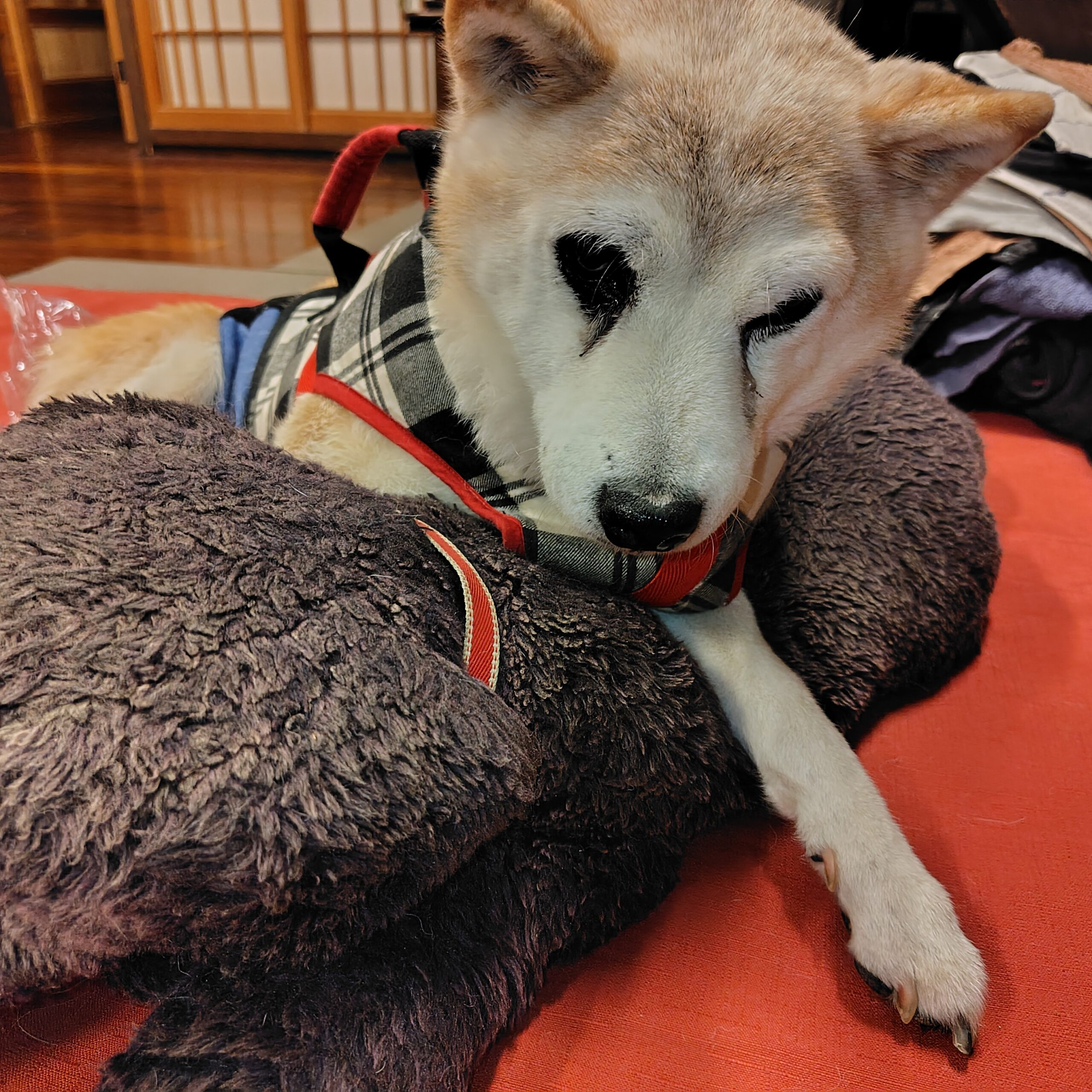 みんな元気です。来年もよろしくね！