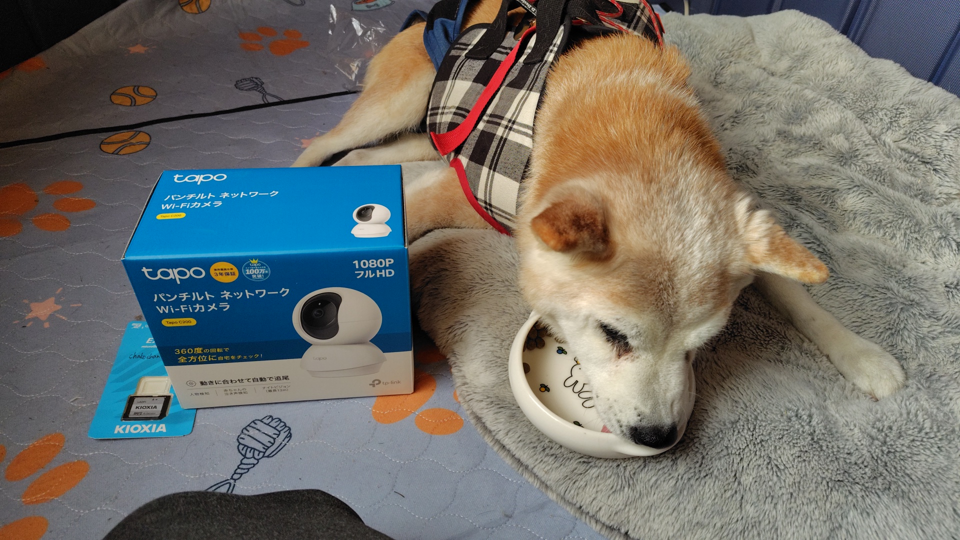 春の気配。老犬ちゃこの見守りカメラを設置しました!